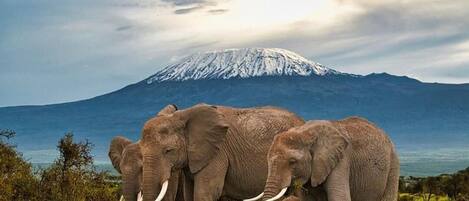 A group of elephants in a grassy area with a mountain in the background.
