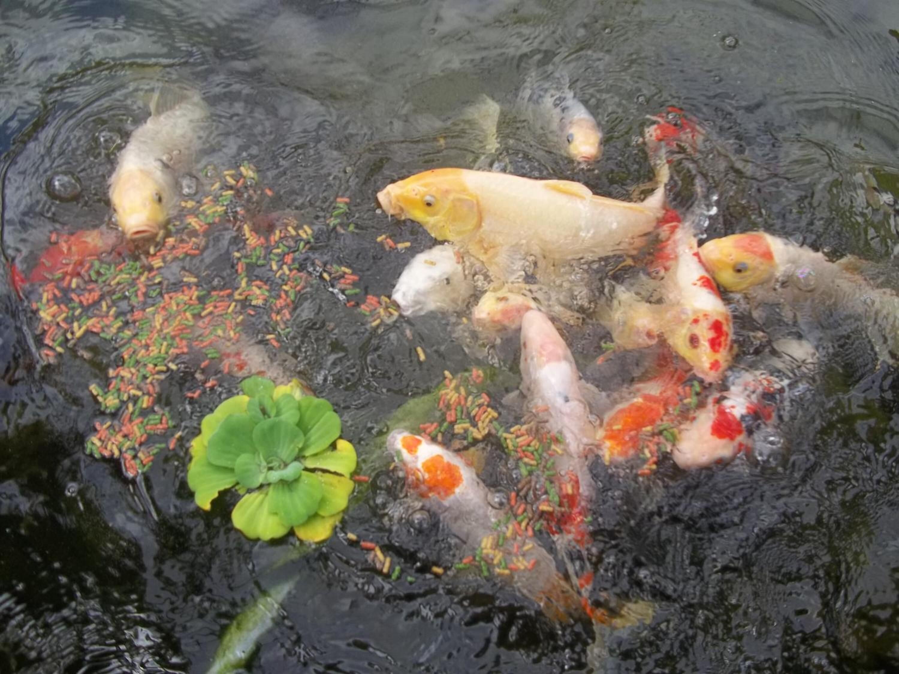 Un estanque de carpas koi con varias carpas y un lirio verde.