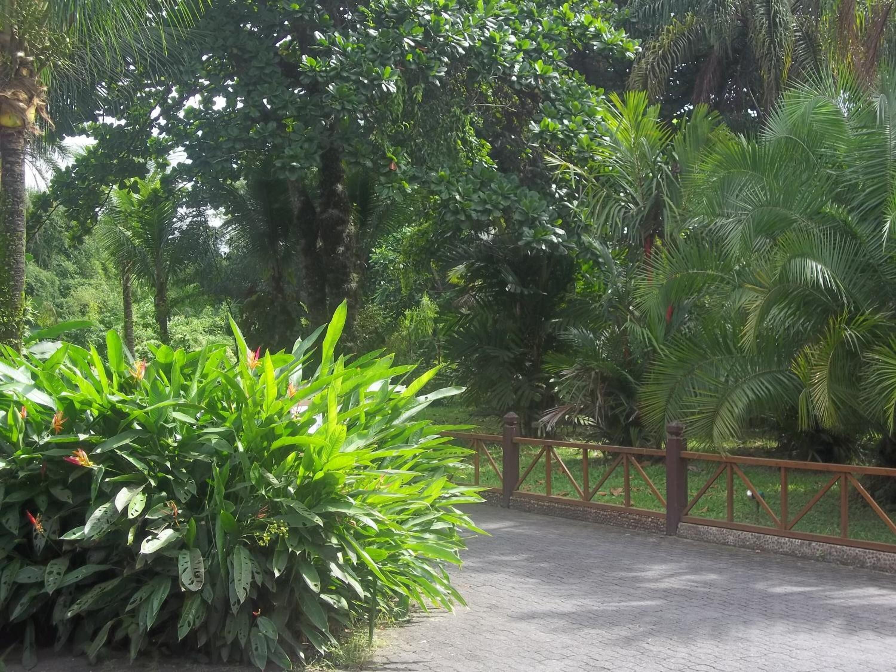 Un sendero pavimentado bordeado por abundante follaje y una valla de madera.