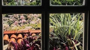 Una ventana con cuatro vistas: una zona residencial, un edificio blanco con una torre, un jardín con flores moradas y una planta con hojas verdes largas.