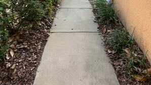 A concrete pathway leading to a building entrance, flanked by trimmed bushes and a tree.