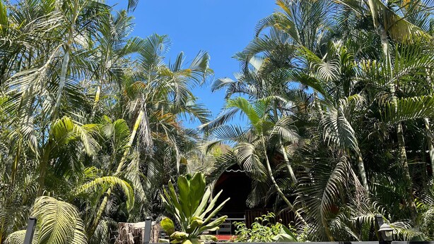 A tropical garden with palm trees and a wooden structure in the center. - Beach Cabinas (Cóbano)