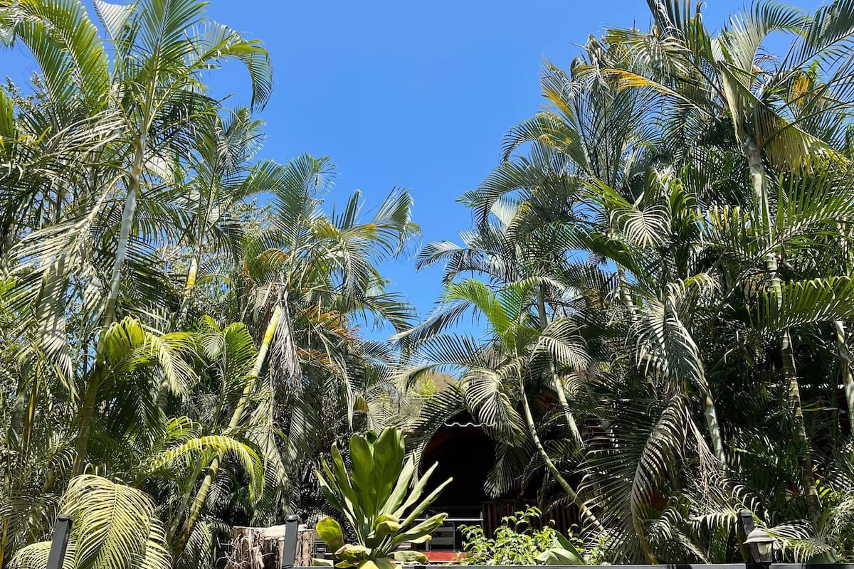 A tropical garden with palm trees and a wooden structure in the center.