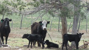 Unclassified image, 4 of 7, button - Colorado Bray Ranch Getaway (Redvale)