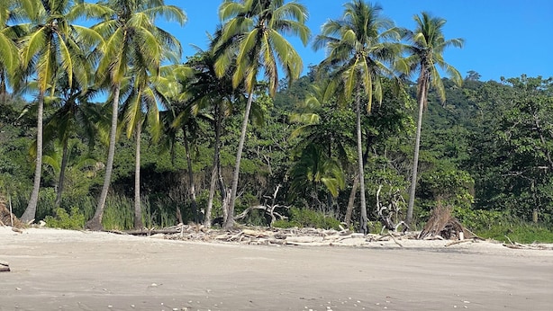 Una spiaggia con palme e un cielo sereno.