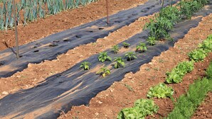 Un jardín con hileras de plantas, posiblemente un huerto o vivero.