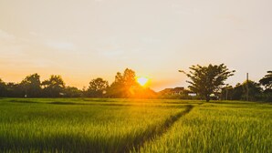 A field of crops with a path leading through it, trees in the background, and a building to the right. - Bannkrithamed Chiangmai (Hang Dong)