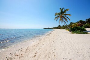 A beach with clear blue water, sandy shore, and palm trees.