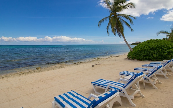 A beach with rows of white lounge chairs with blue cushions, a palm tree, and a clear blue sky.