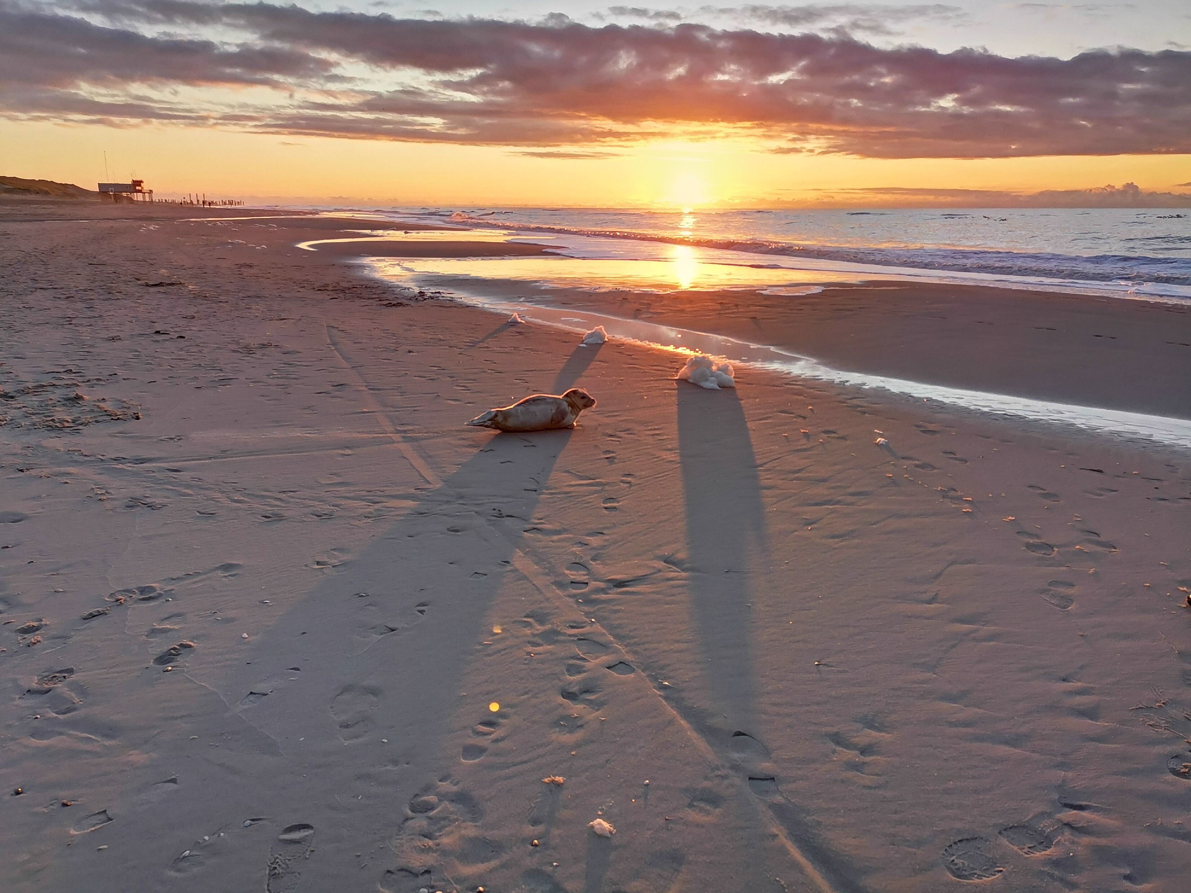 A beach with footprints and a seal resting on the sand.