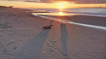 A beach with footprints and a seal resting on the sand.