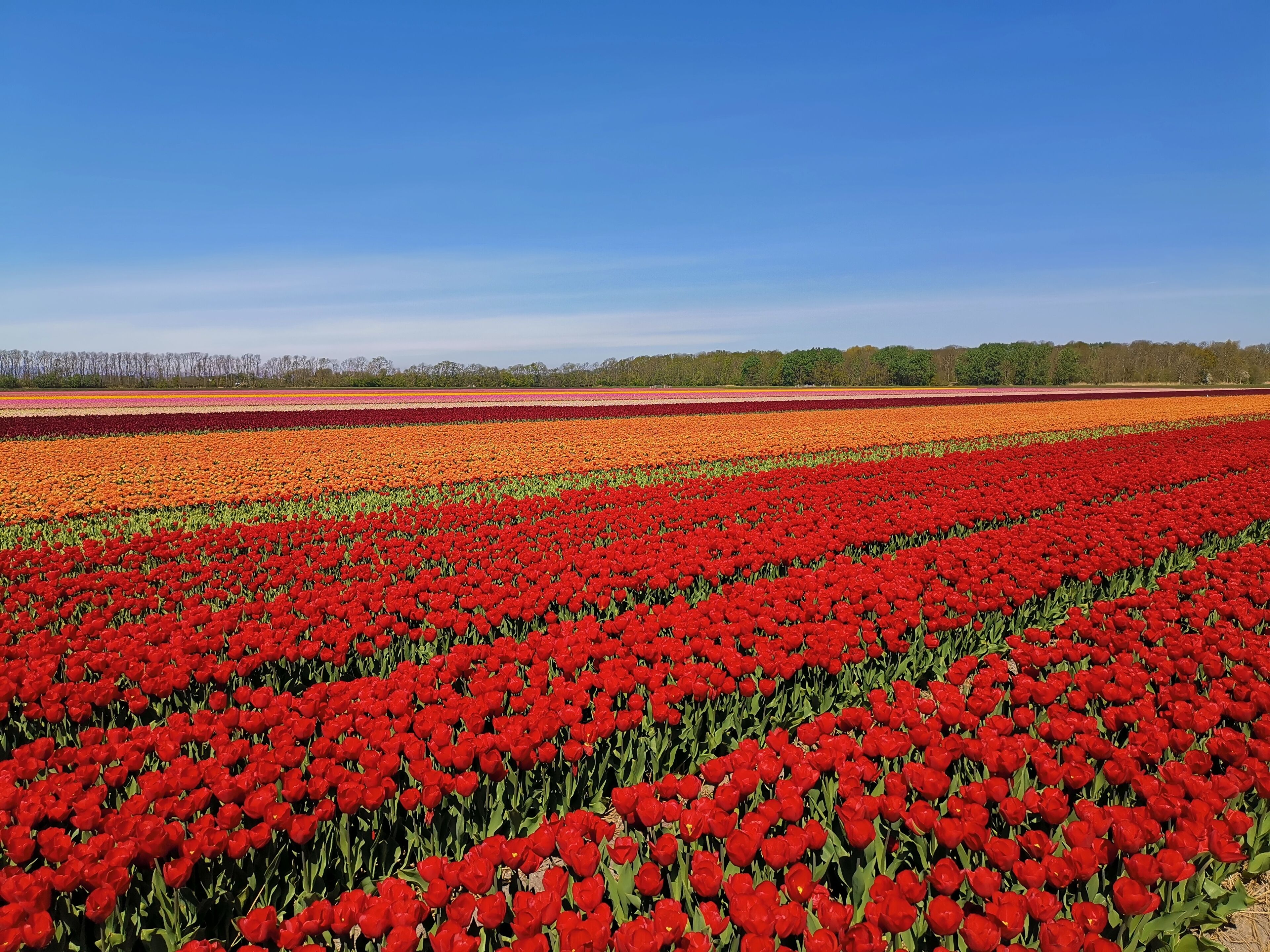 A vast tulip field with rows of vibrant red flowers under a clear blue sky.