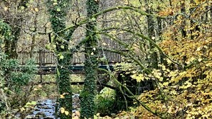 A forested area with a wooden bridge over a stream, surrounded by trees with autumn foliage. - Large charming refuge at the water's edge in Gérardmer. Spa / sauna / Wifi (Gérardmer)