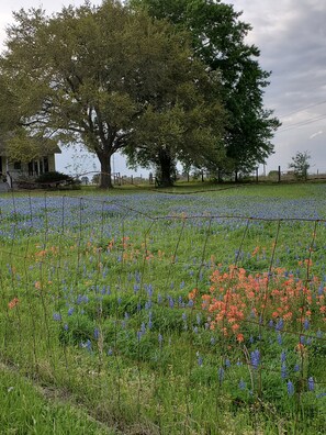 spring flowers