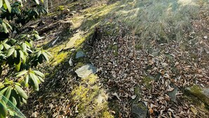 Zona boscosa amb un camí ben marcat, arbres i llum del sol filtrant-se.