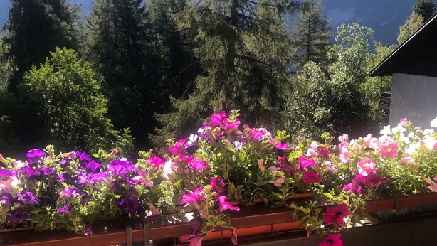 A wooden bench with a flower bed in front, surrounded by greenery and mountains in the background. - Sasso Rosso Apartment with Alps View (Folgarida)
