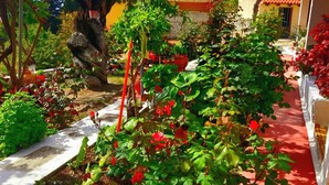 Ein Garten mit verschiedenen Pflanzen und einem Weg.