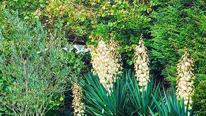 Un jardín con una mesa y sillas, rodeado de follaje exuberante y plantas en flor.