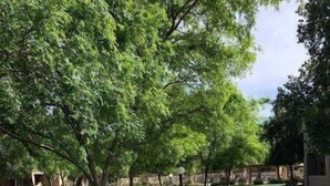 Un sentier qui traverse un espace verdoyant bien entretenu, agrémenté d’arbres et d’un lampadaire.