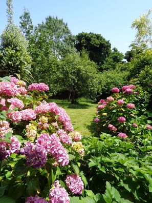 A garden with pink hydrangea flowers and green foliage.