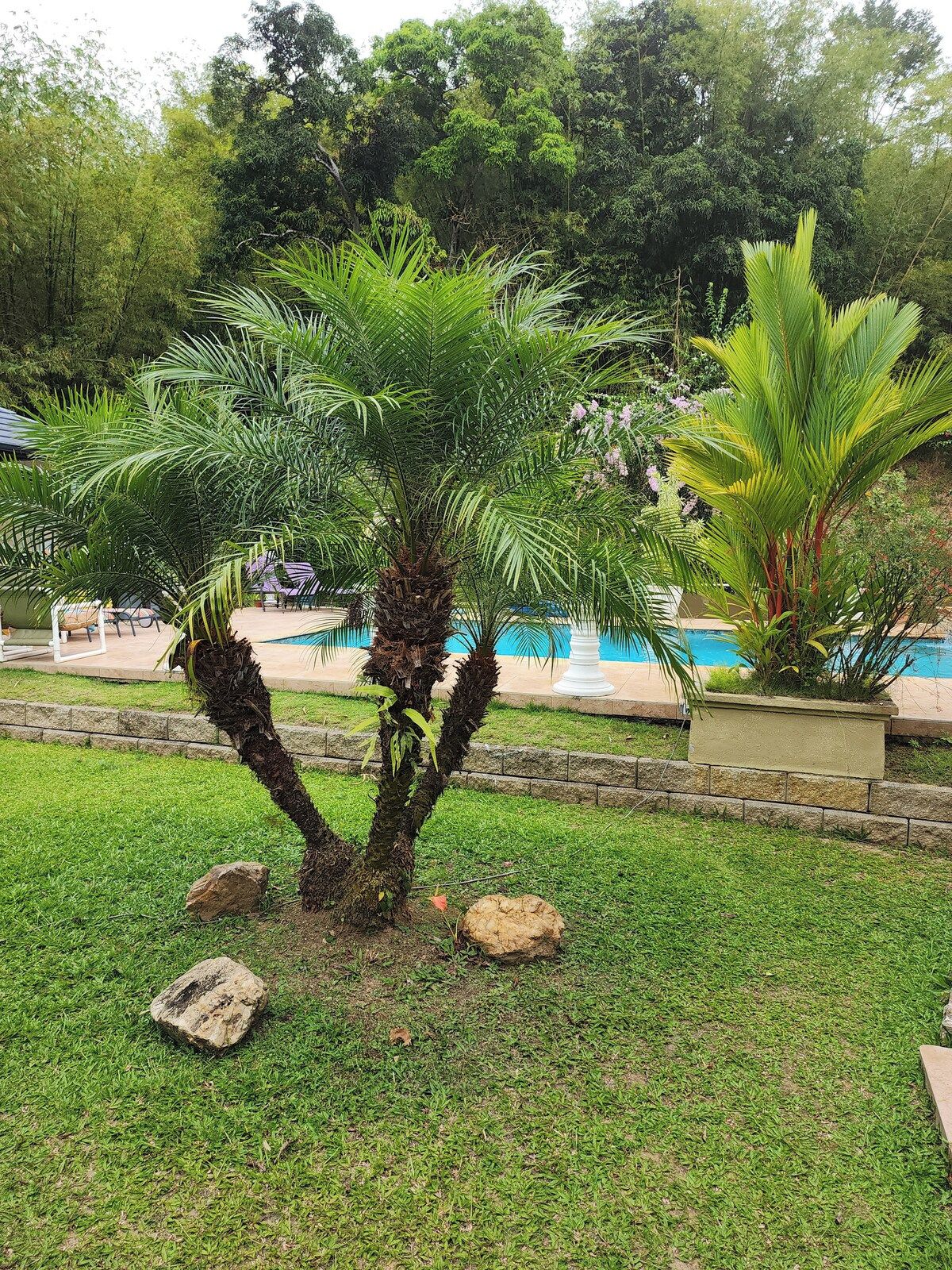 Un jardin bien entretenu, agrémenté d’un palmier, d’une piscine et d’un chemin en pierre.