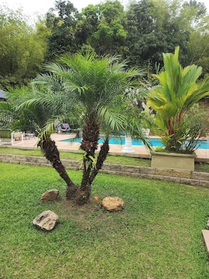 Un jardín bien cuidado con una palmera, una piscina y un camino de piedra.