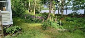 A garden with various plants and trees, a wooden fence, and a lake in the background.