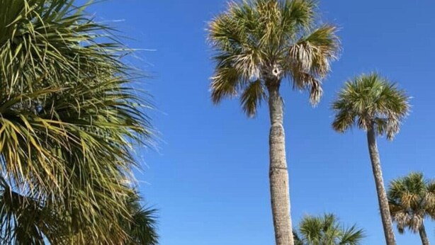 Una playa arenosa con altas palmeras y un cielo azul despejado.