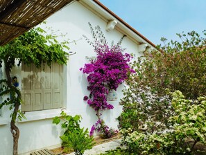 A white building with a wooden roof, a white door, and a wall covered in purple bougainvillea flowers.