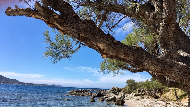Eine Küstenlandschaft mit einem markanten Baum, tiefblauem Meer, felsiger Küste und sanften Hügeln im Hintergrund.