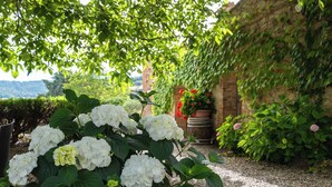 A garden with white hydrangea flowers, a brick wall, and a potted plant with red flowers. - Villa Dipendenza, Historic Holding with  wonderful swimming pool (murlo - siena, tuscany)