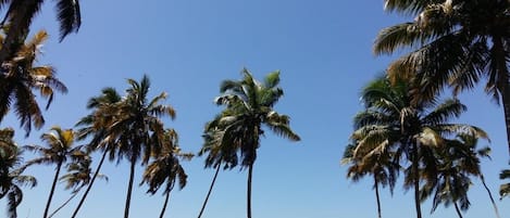 Playa