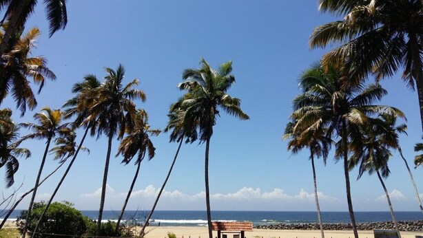 Een strand met palmbomen en een heldere lucht.