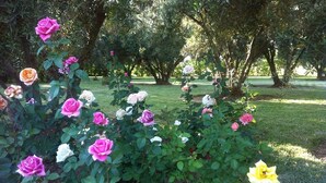 A garden with various roses in full bloom. - Riad Sidi Hicham (Villa avec piscine sans vis à vis ) (MARRAKECH)