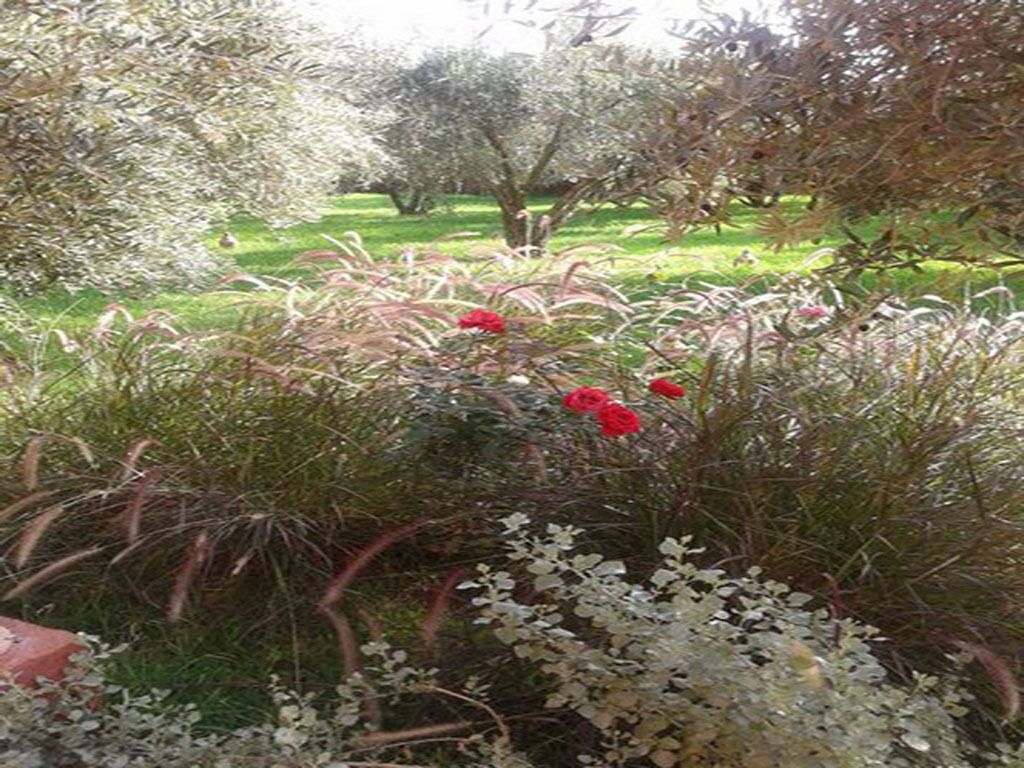Um jardim com diversas plantas e árvores, incluindo algumas com flores vermelhas.