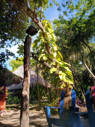 Ecohotel Las Palmeras