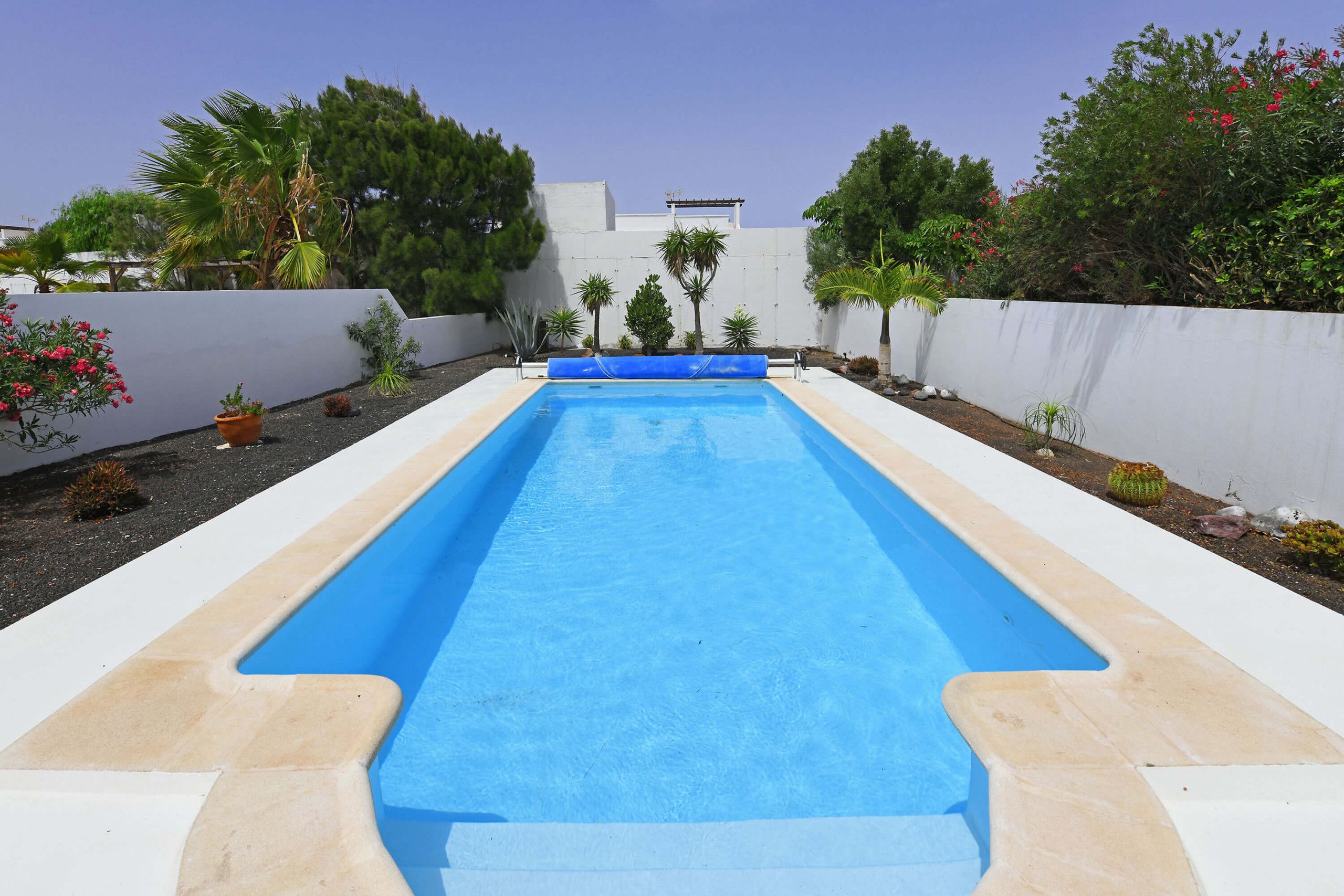 A rectangular swimming pool with a blue interior, surrounded by a white wall and various plants.