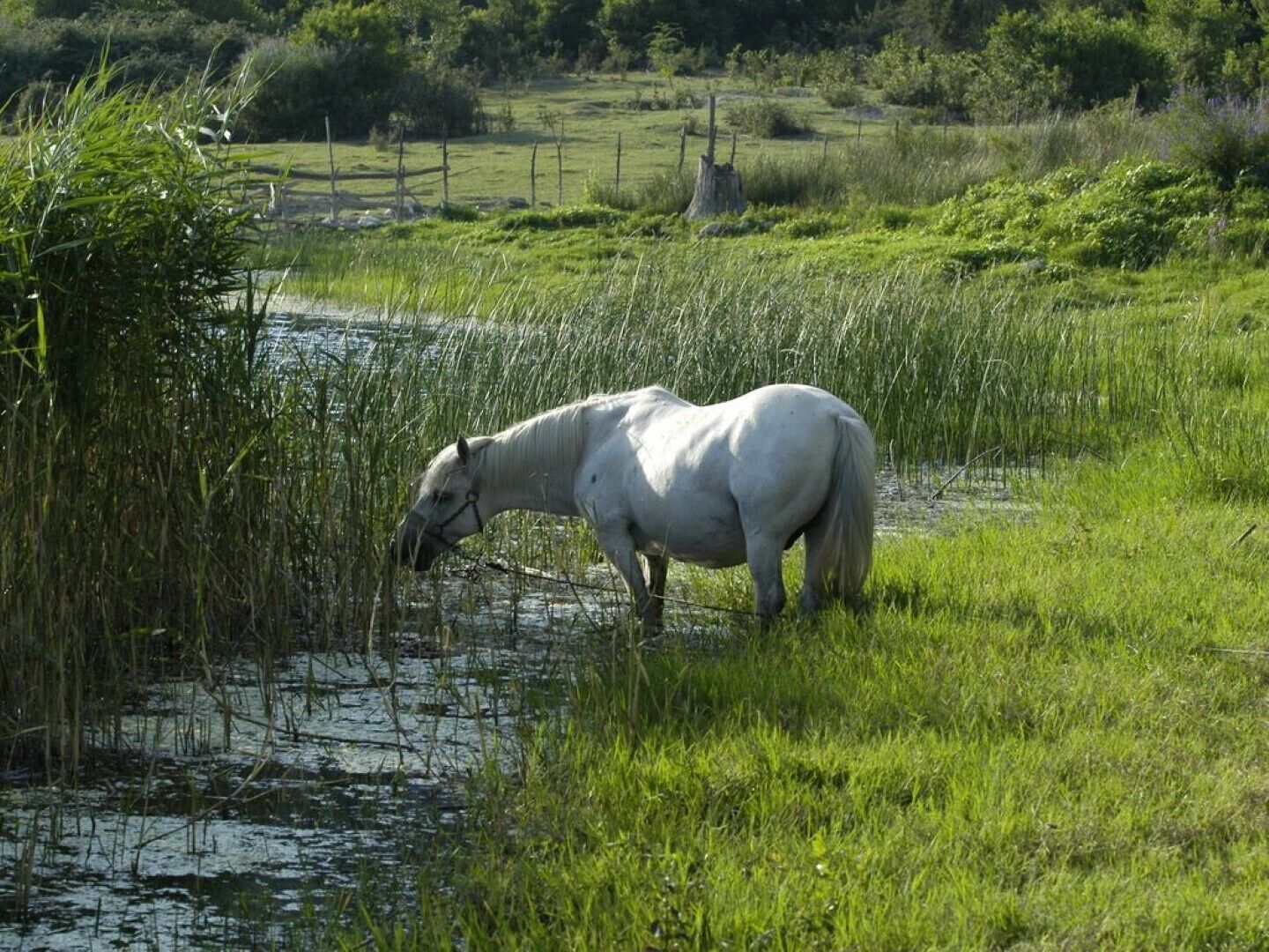 Un cheval blanc broute dans un champ herbeux, près d’une étendue d’eau.