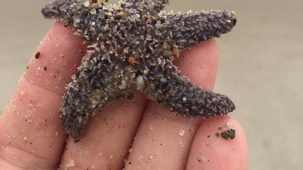 Eine Hand hält einen Seestern, im Hintergrund ein sandiger Strand und das Meer.
