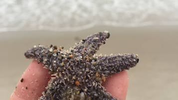 Chaises longues, serviettes de plage