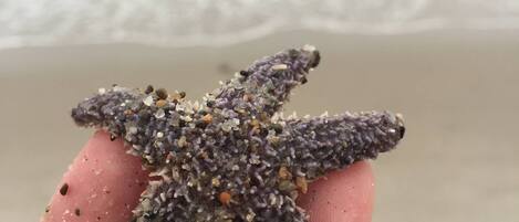 サンラウンジャー、ビーチタオル