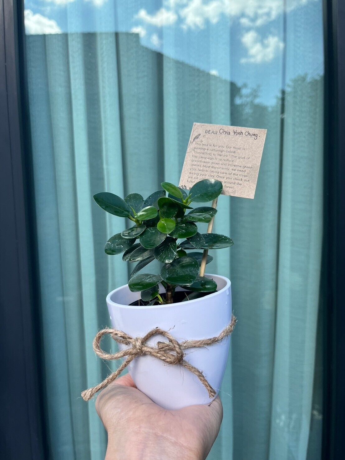 A hand holding a potted plant with a note attached, in front of a window with curtains.
