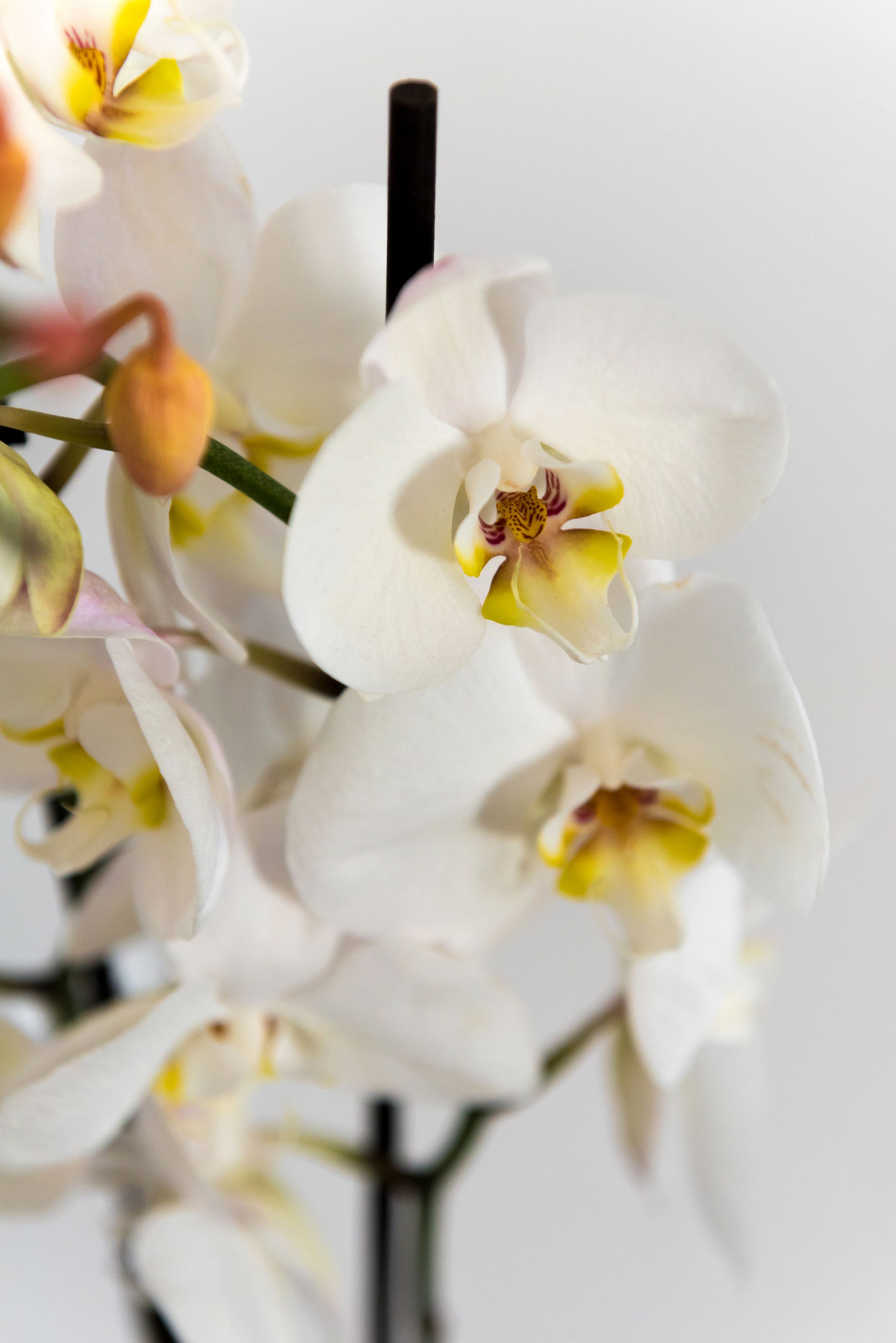Primer plano de flores de orquídea blanca con un tallo negro.