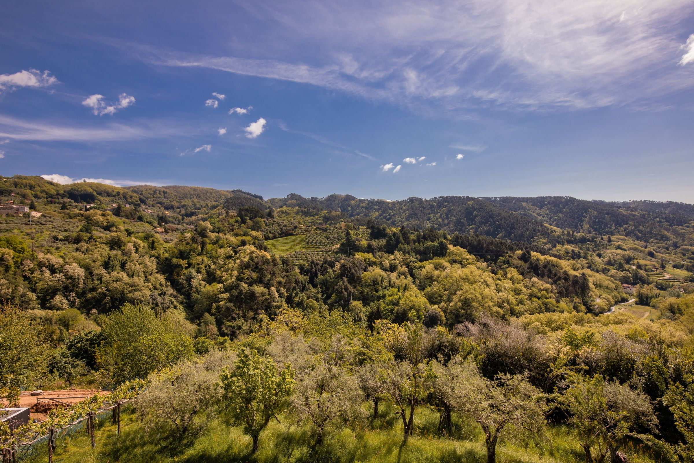 Paisatge de vinyes amb turons ondulats i cel serè.