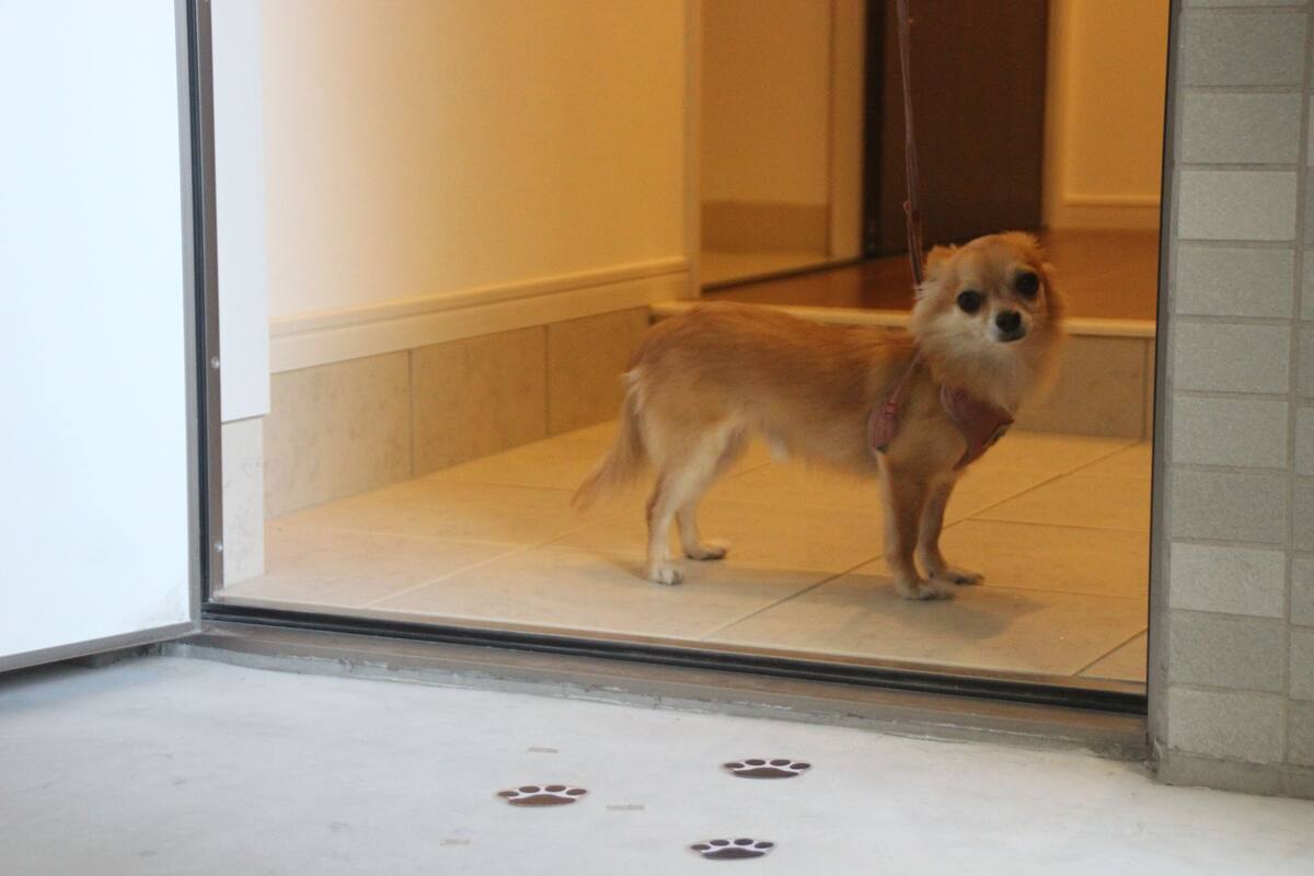 Un perro parado en un umbral, con huellas de patas en el suelo.