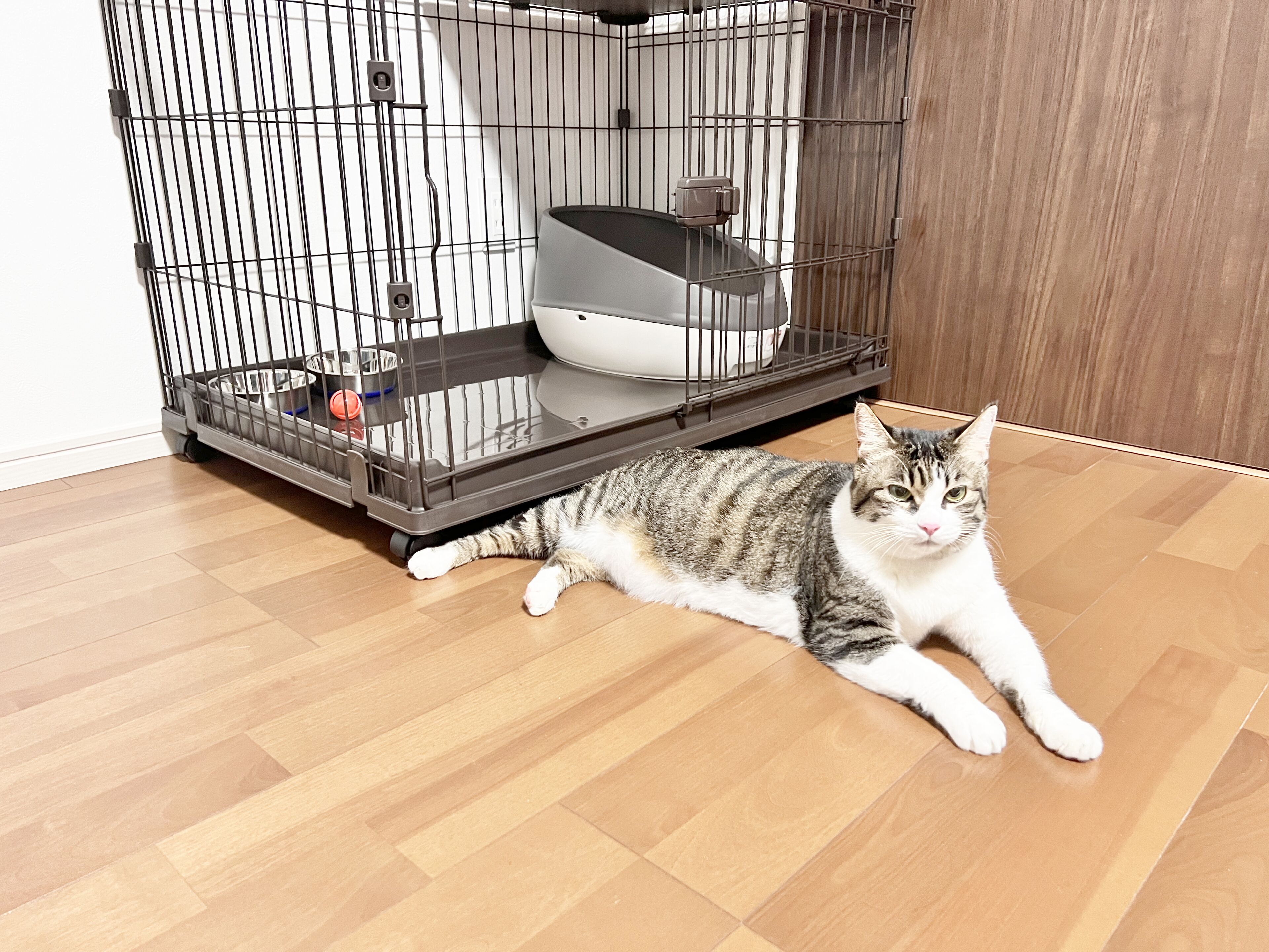 A cat lying on a wooden floor next to a pet carrier with a food bowl and water bottle inside.