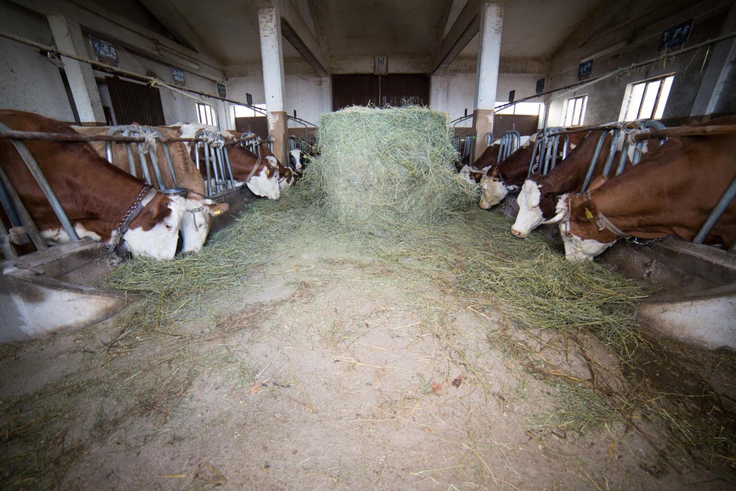 A barn with cows eating hay.