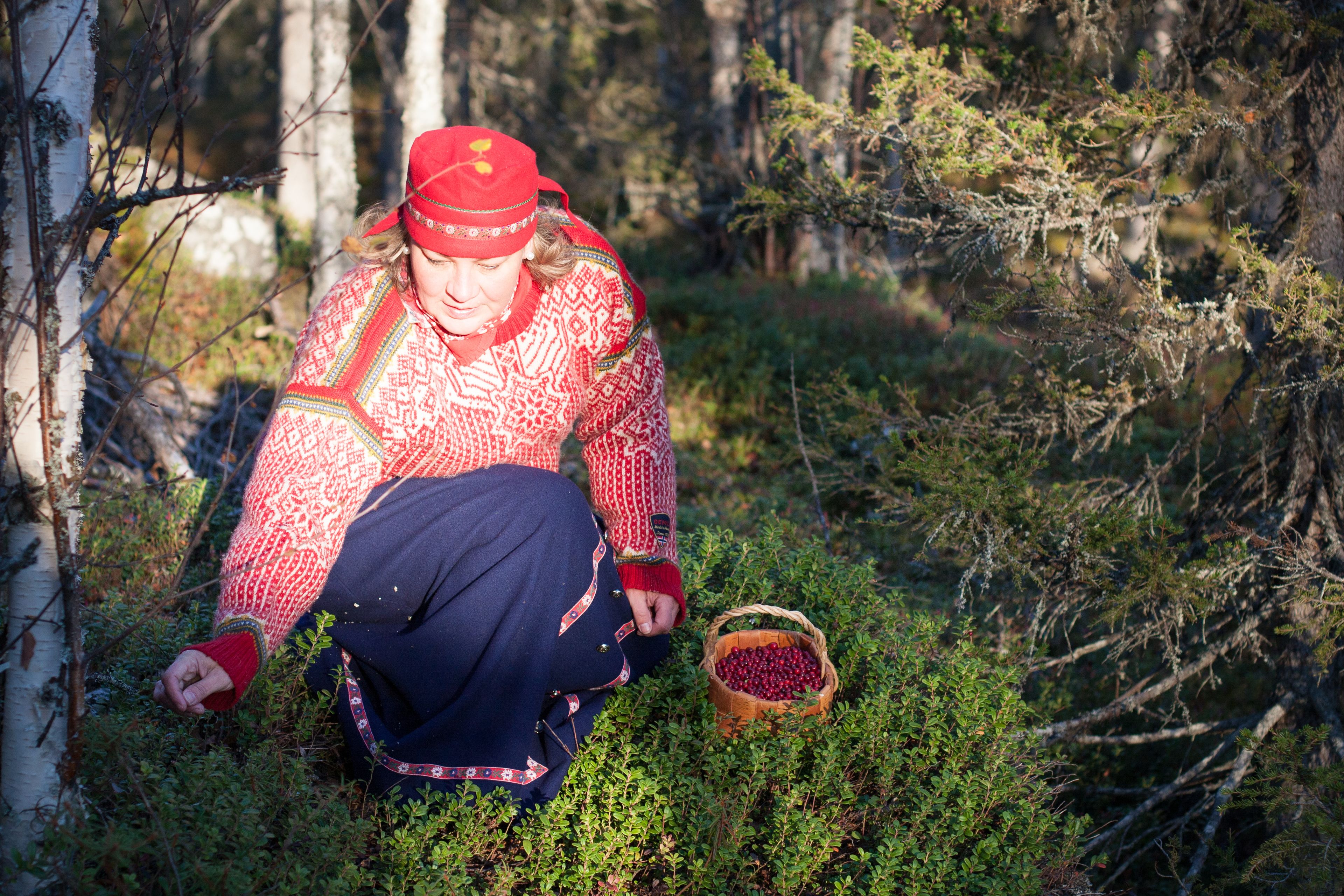A person in traditional attire collecting berries in a forest.