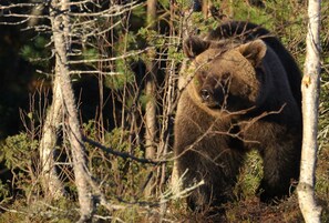 Game viewing