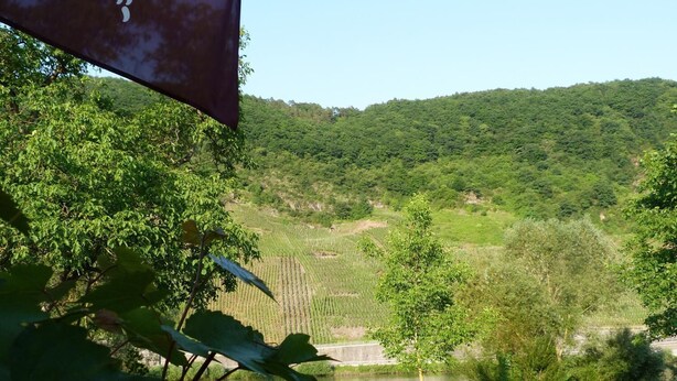 A vineyard with rows of grapevines, a grassy area, and a small body of water. - Moselperle (Traben-Trarbach)